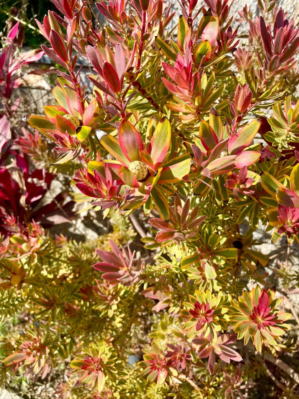 Leucadendron salignum Jester-1_result - Online Flower Garden Leucadendron salignum'Jester'