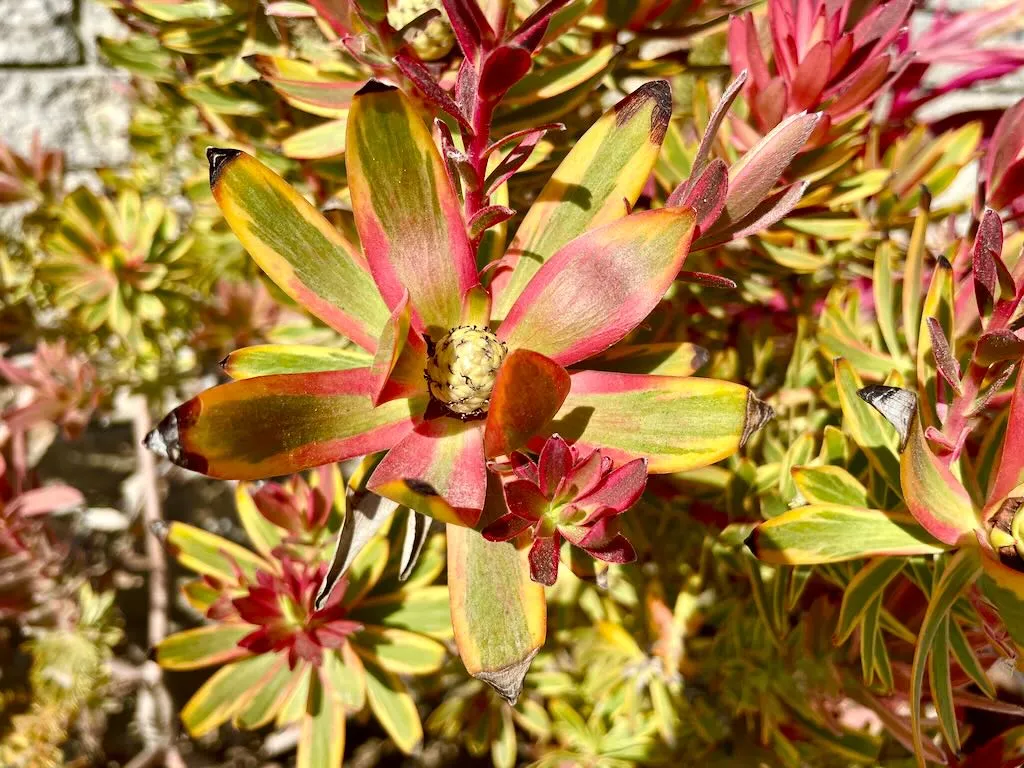 Leucadendron salignum Jester_result - Online Flower Garden Leucadendron salignum 'Jester'