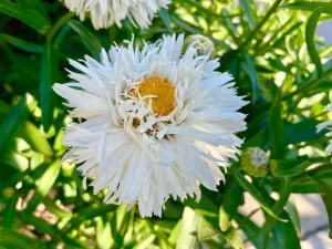 Leucanthemum Sweet Daisy 'Rebecca'