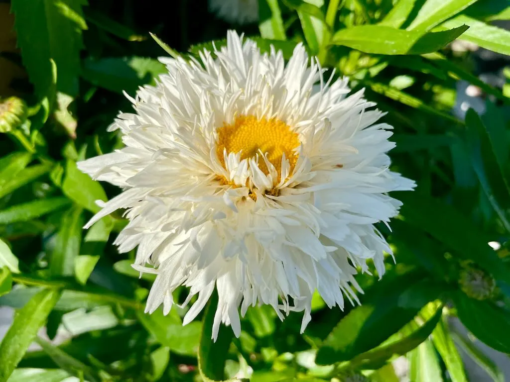 Leucanthemum Sweet Daisy'Rebecca'