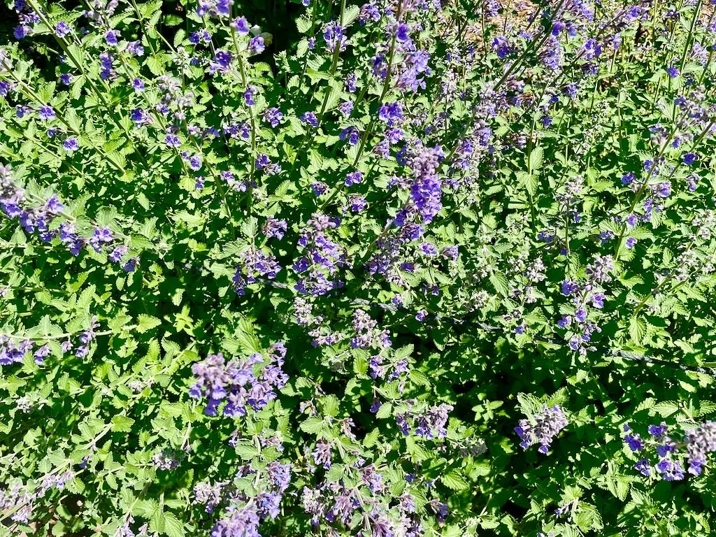 Nepeta racemosa Walkers Low_result - Online Flower Garden Nepeta racemosa'Walker's Low'