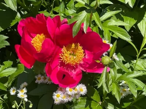 Paeonia peregrina