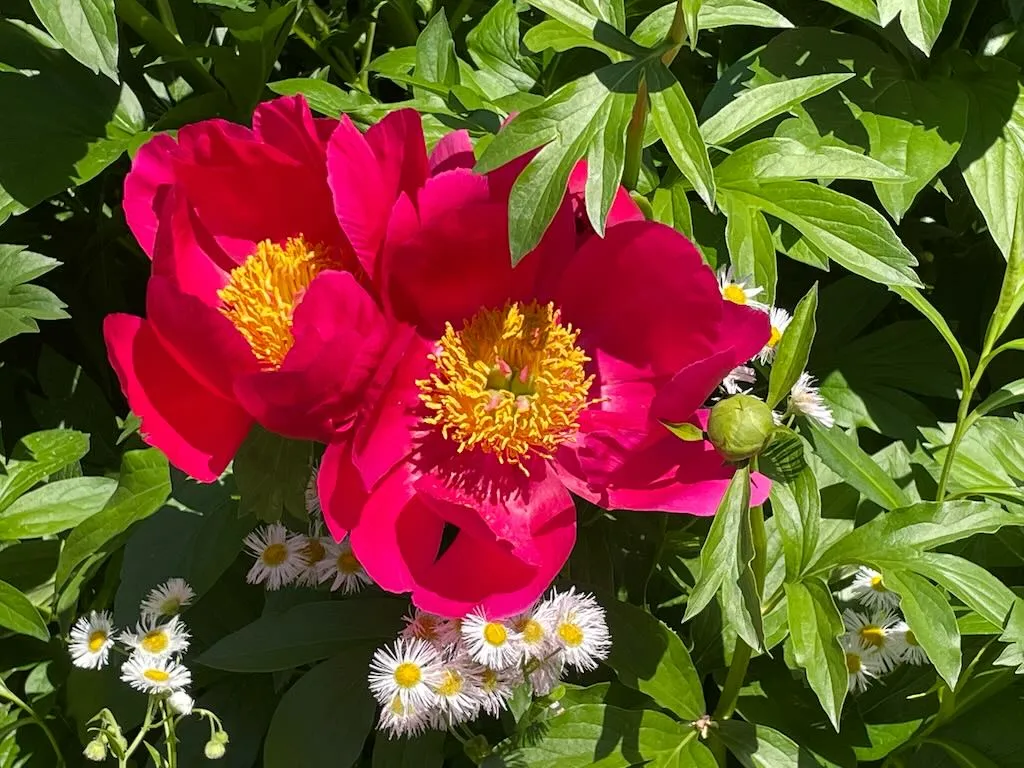 Paeonia peregrina