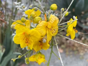 Parkinsonia aculeata