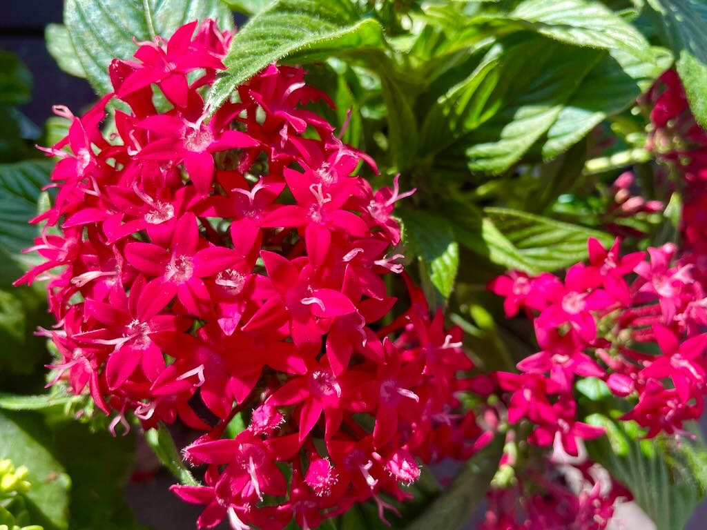 Pentas Graffiti 20-20 Cranberry-1 - Online Flower Garden Pentas Graffiti 20/20 Cranberry