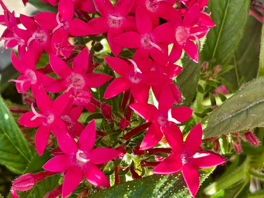 Pentas Graffiti 20-20 Cranberry - Online Flower Garden Pentas Graffiti 20/20 Cranberry