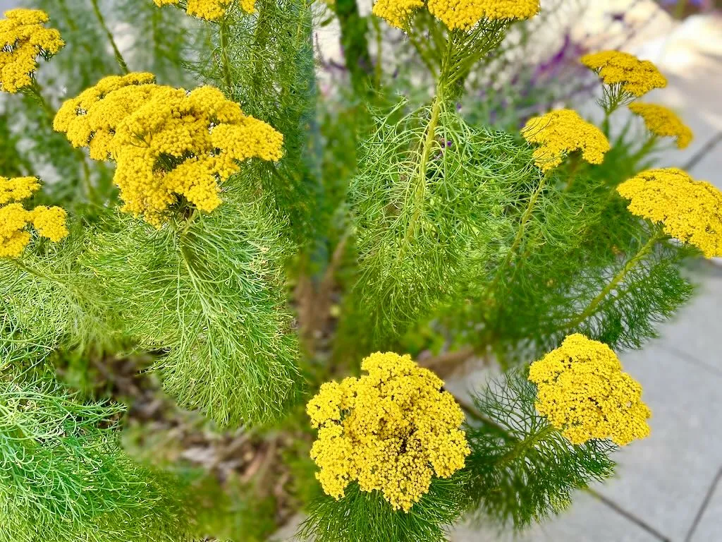 Phymaspermum acerosum-2_result - Online Flower Garden Phymaspermum acerosum