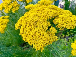 Phymaspermum acerosum