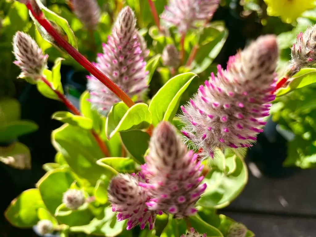 Ptilotus exaltatus Joey_result - Online Flower Garden Ptilotus exaltatus 'Joey'