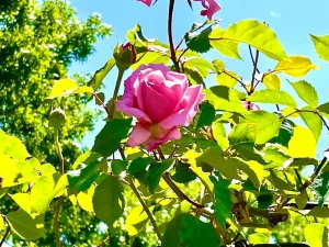 Rosa 'Belinda's Dream'