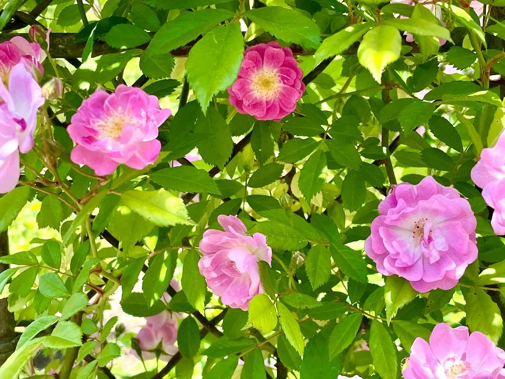 Rosa Dawson_result - Online Flower Garden Rosa 'Dawson'