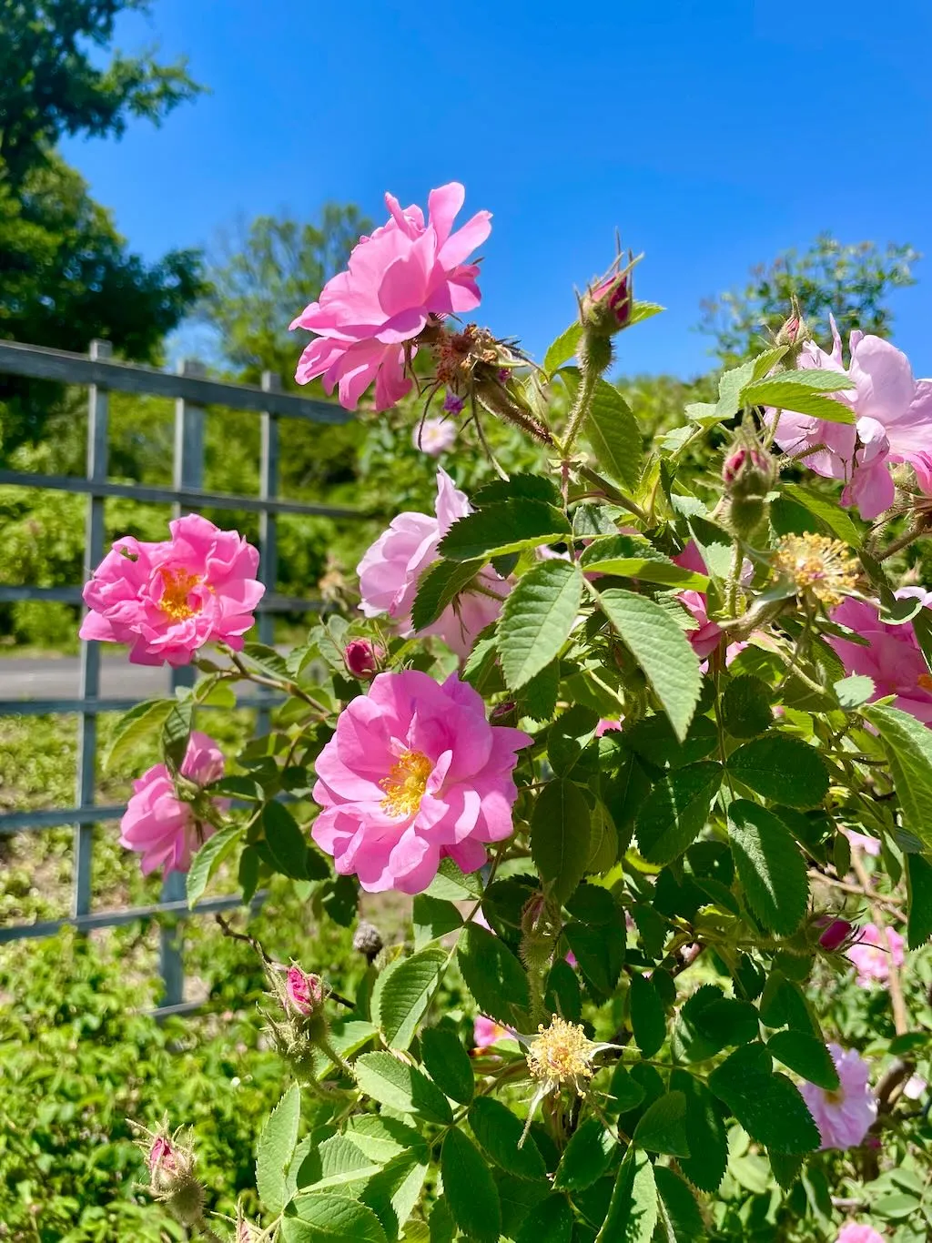 Rosa'Duplex'