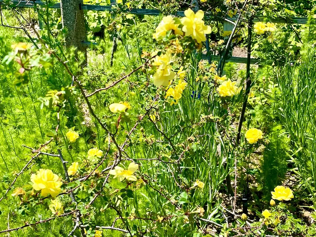Rosa'Harison's Yellow'