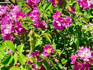 Rosa 'James Mitchell' Moss