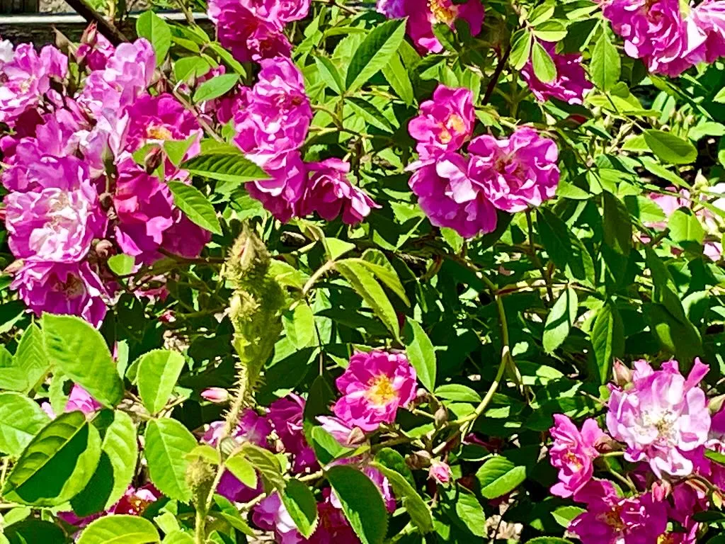 Rosa 'James Mitchell' Moss
