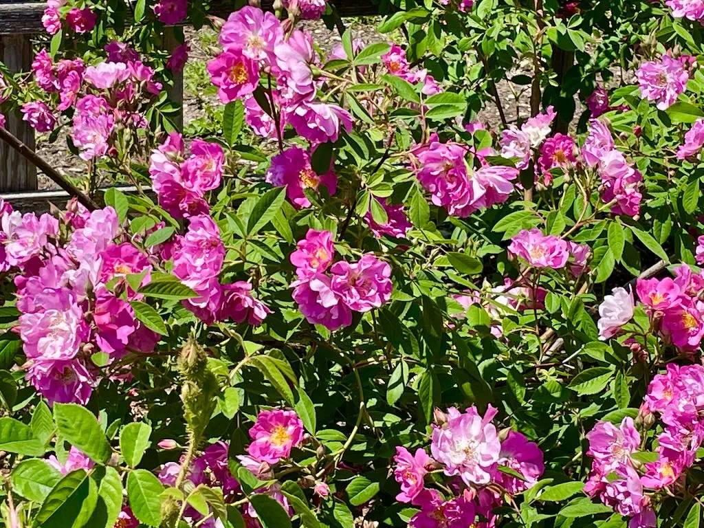 Rosa'James Mitchell' Moss