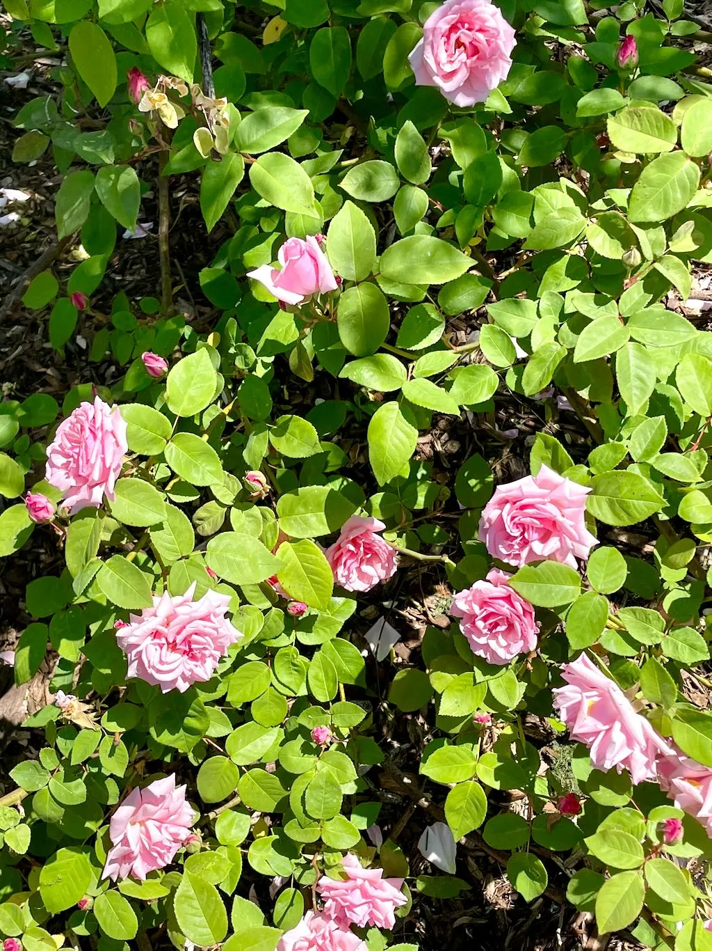 Rosa Kathleen Harrop-1_result - Online Flower Garden Rosa'Kathleen Harrop'