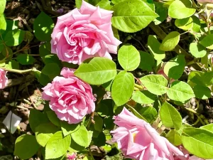 Rosa 'Kathleen Harrop'