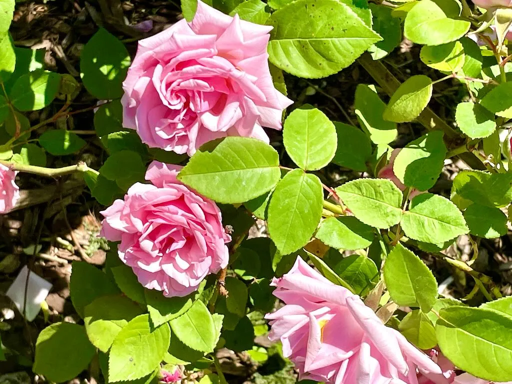 Rosa Kathleen Harrop_result - Online Flower Garden Rosa 'Kathleen Harrop'