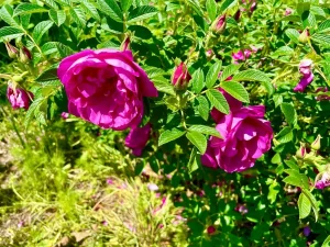 Rosa 'Rotes Meer'