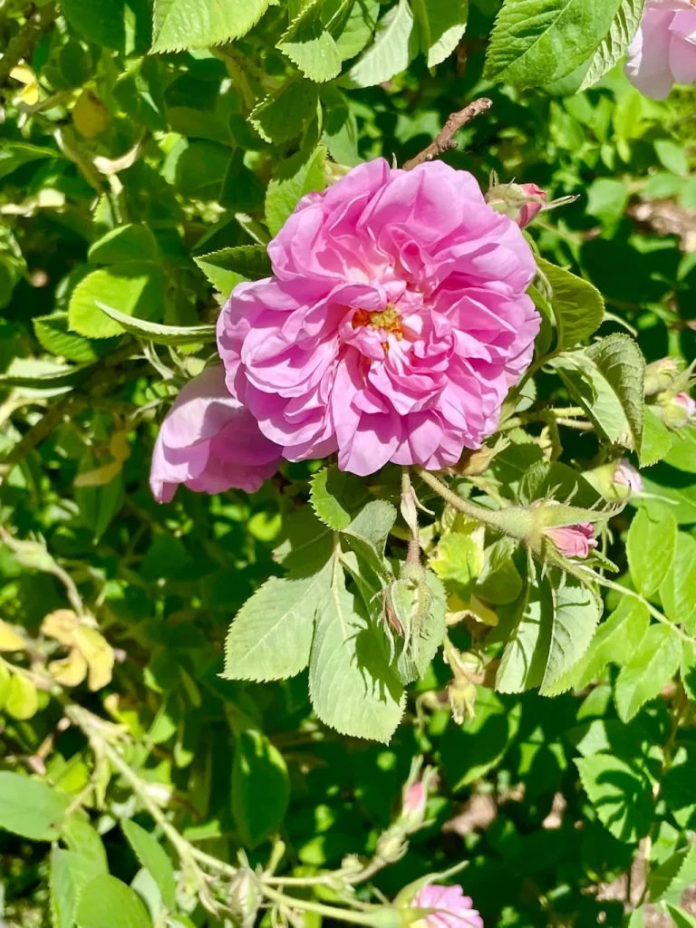 Rosa'Zwerg'
