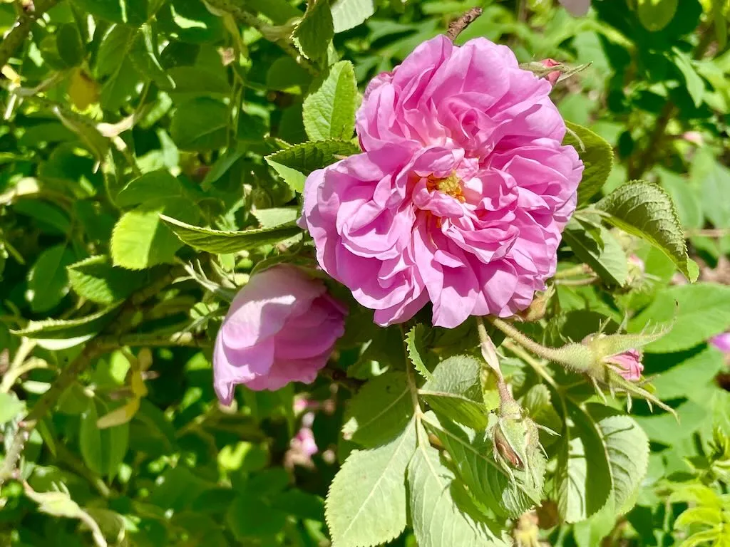 Rosa 'Zwerg'