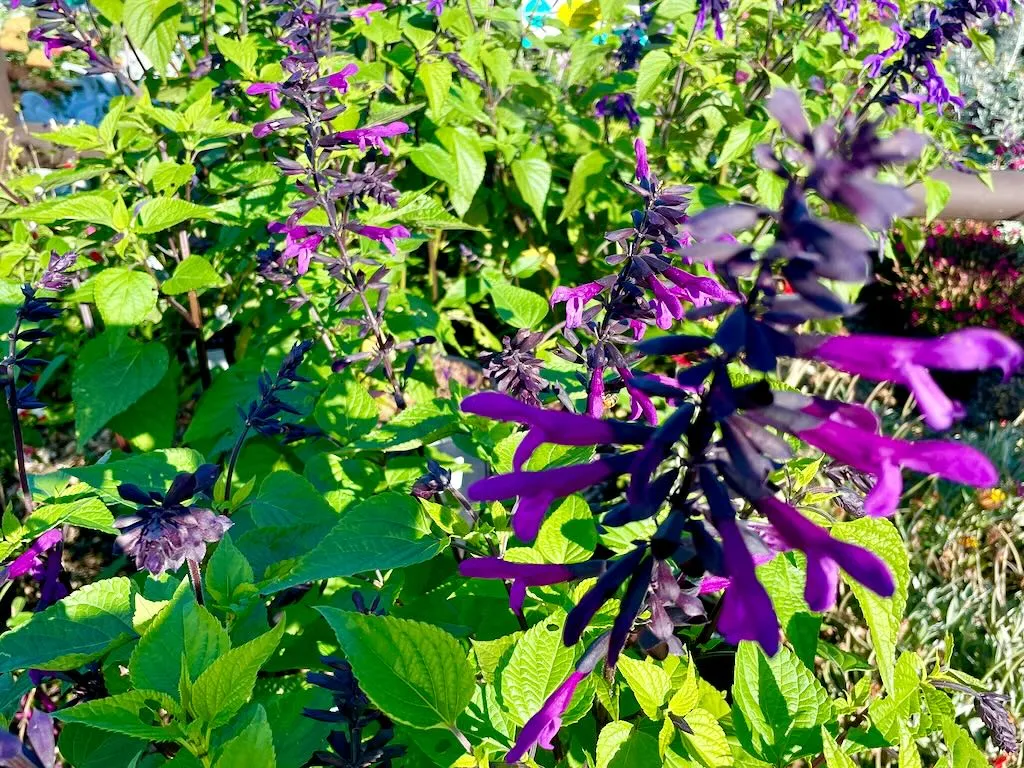 Salvia Bodacious® 'Smokey Jazz'