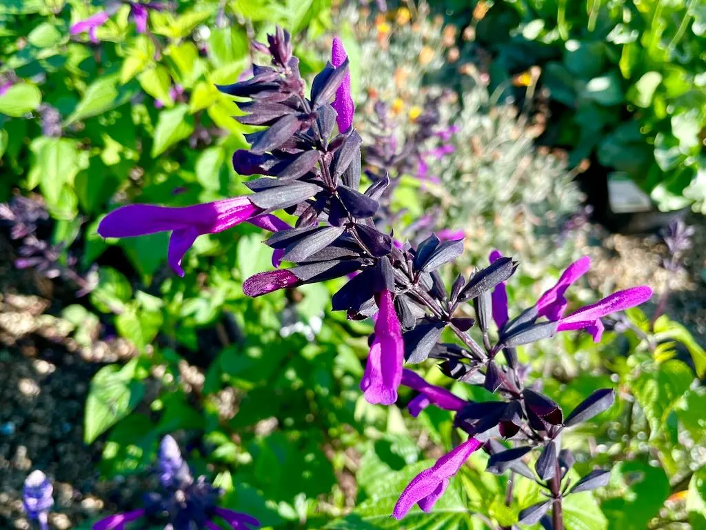 Salvia Bodacious®'Smokey Jazz'