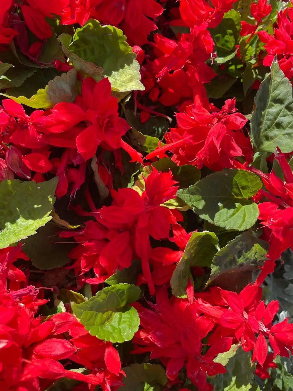 Salvia splendens'Saucy Red'