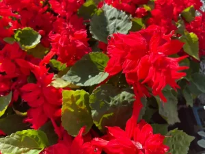 Salvia splendens 'Saucy Red'