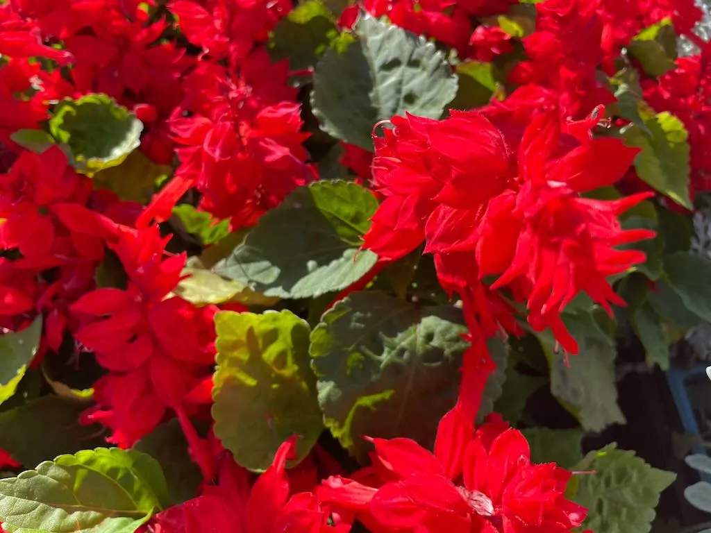 Salvia splendens 'Saucy Red'