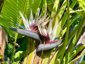 Strelitzia nicolai
