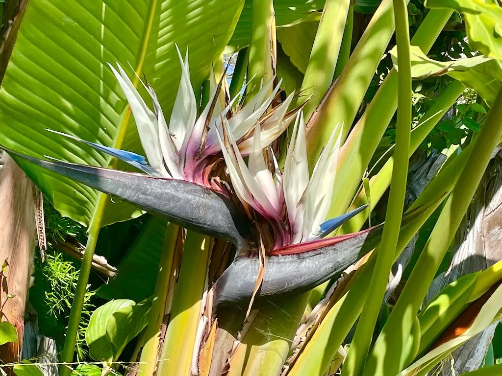 Strelitzia nicolai_result - Online Flower Garden Strelitzia nicolai