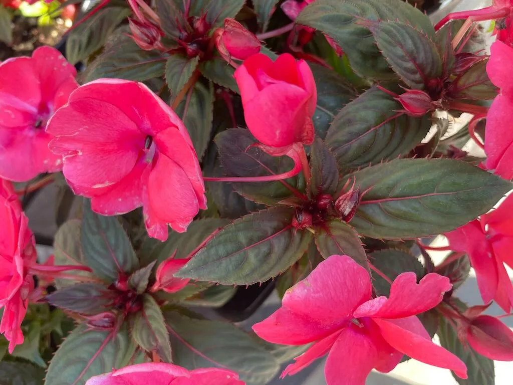 SunPatiens® Compact Deep Rose Impatiens