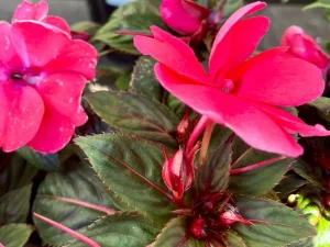 SunPatiens® Compact Deep Rose Impatiens