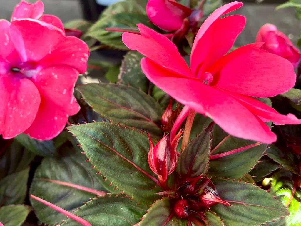 SunPatiens® Compact Deep Rose Impatiens