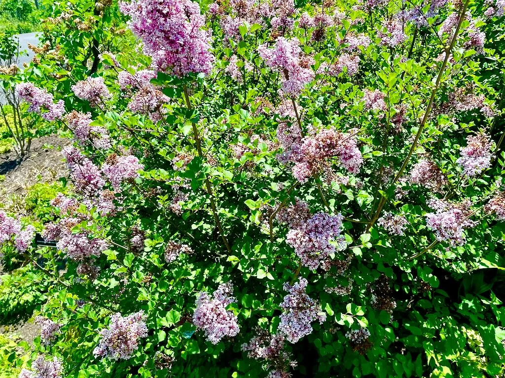 Syringa vulgaris'Carmen'