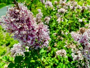Syringa vulgaris 'Carmen'