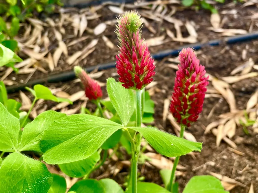 Trifolium incarnatum-1_result - Online Flower Garden Trifolium incarnatum