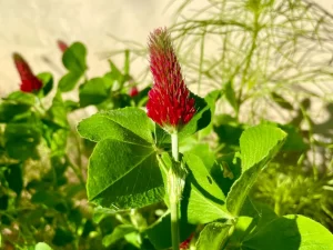 Trifolium incarnatum