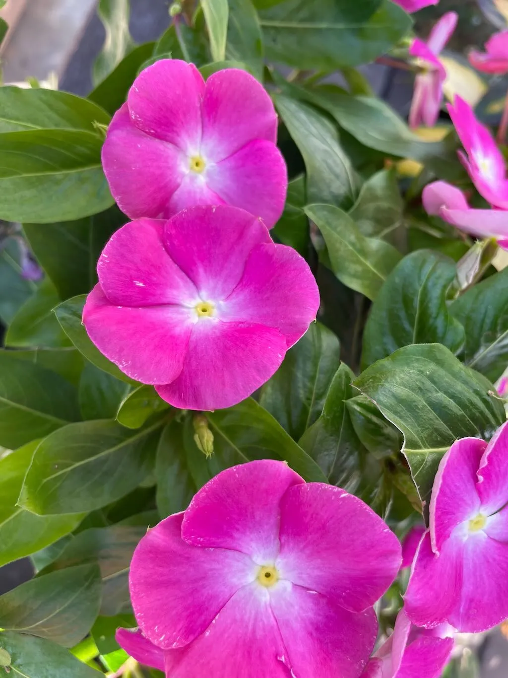 Vinca Cora® XDR'Pink Halo'