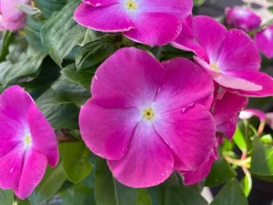 Vinca Cora® XDR 'Pink Halo'