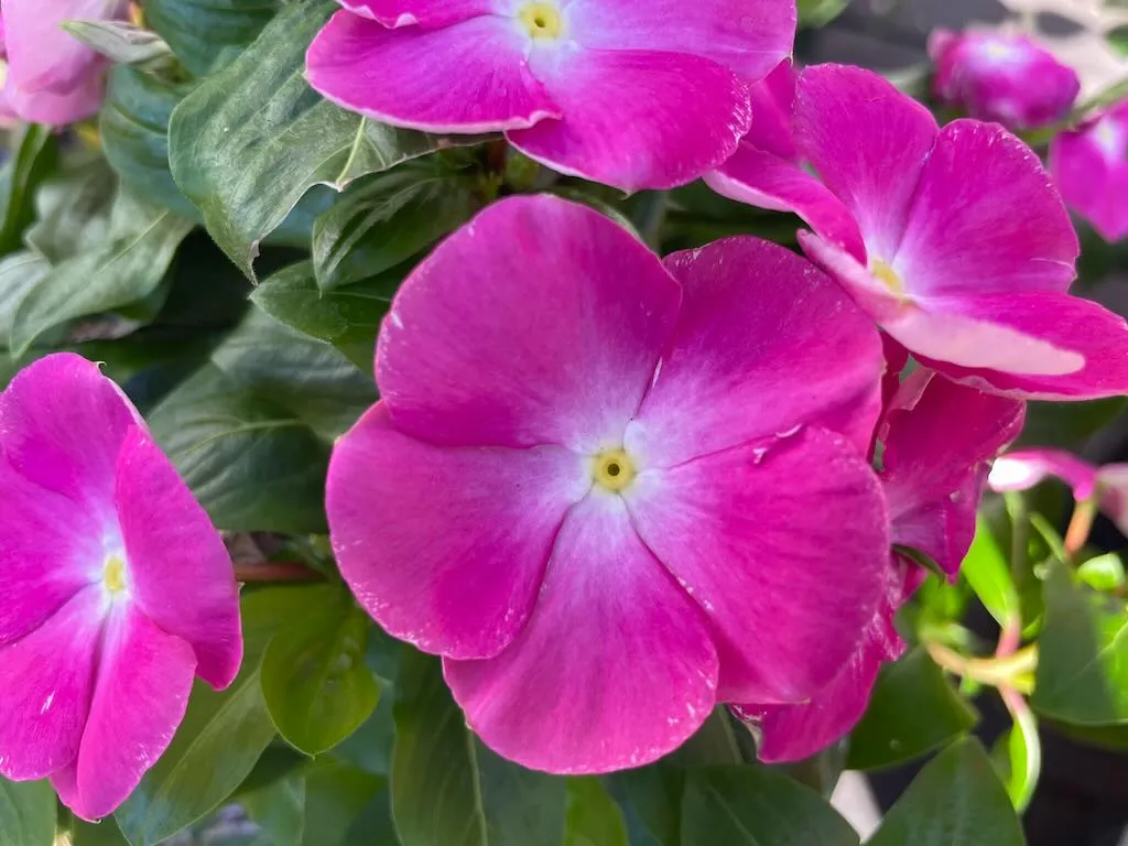 Vinca Cora® XDR 'Pink Halo'