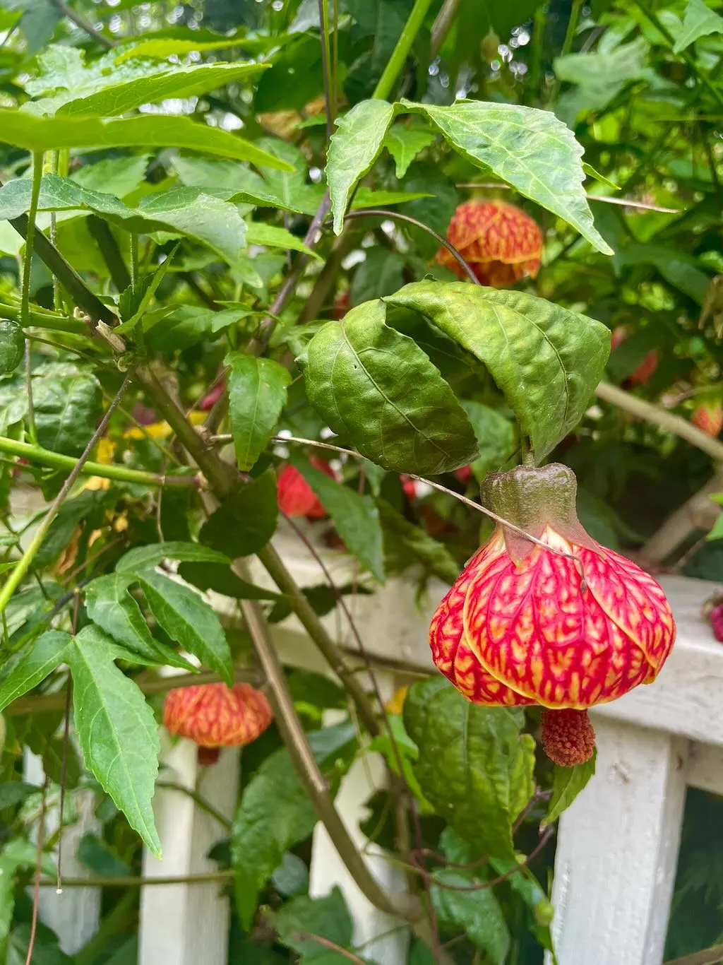 Abutilon pictum