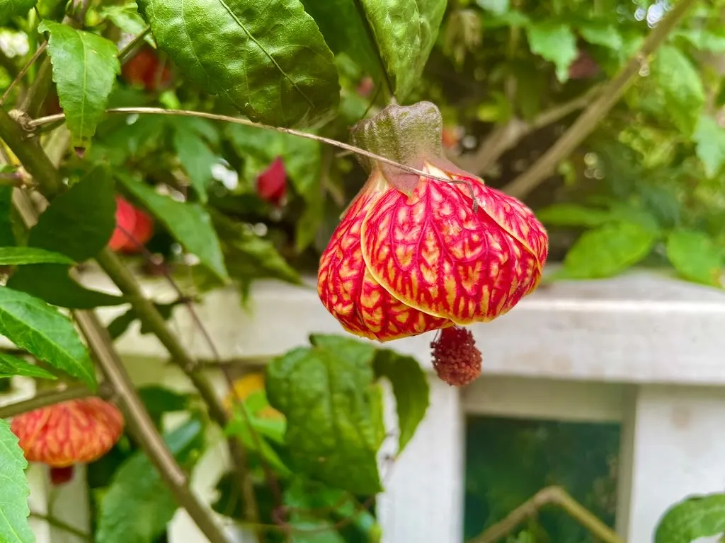 Abutilon pictum