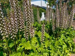 Acanthus mollis