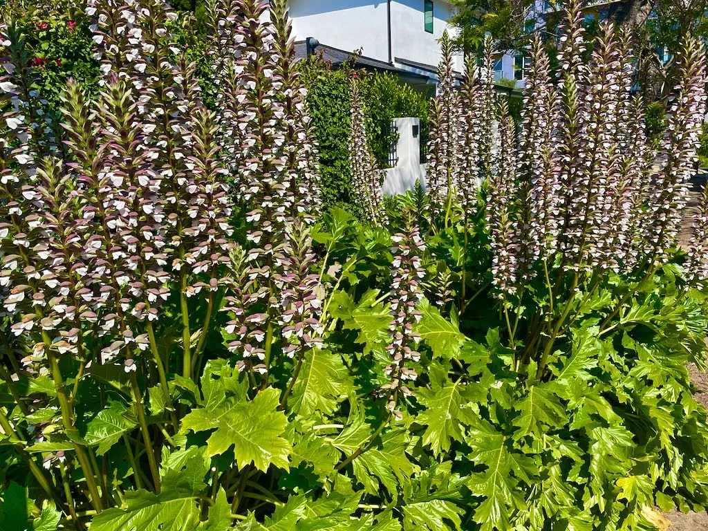 Acanthus mollis-1_result - Online Flower Garden Acanthus mollis