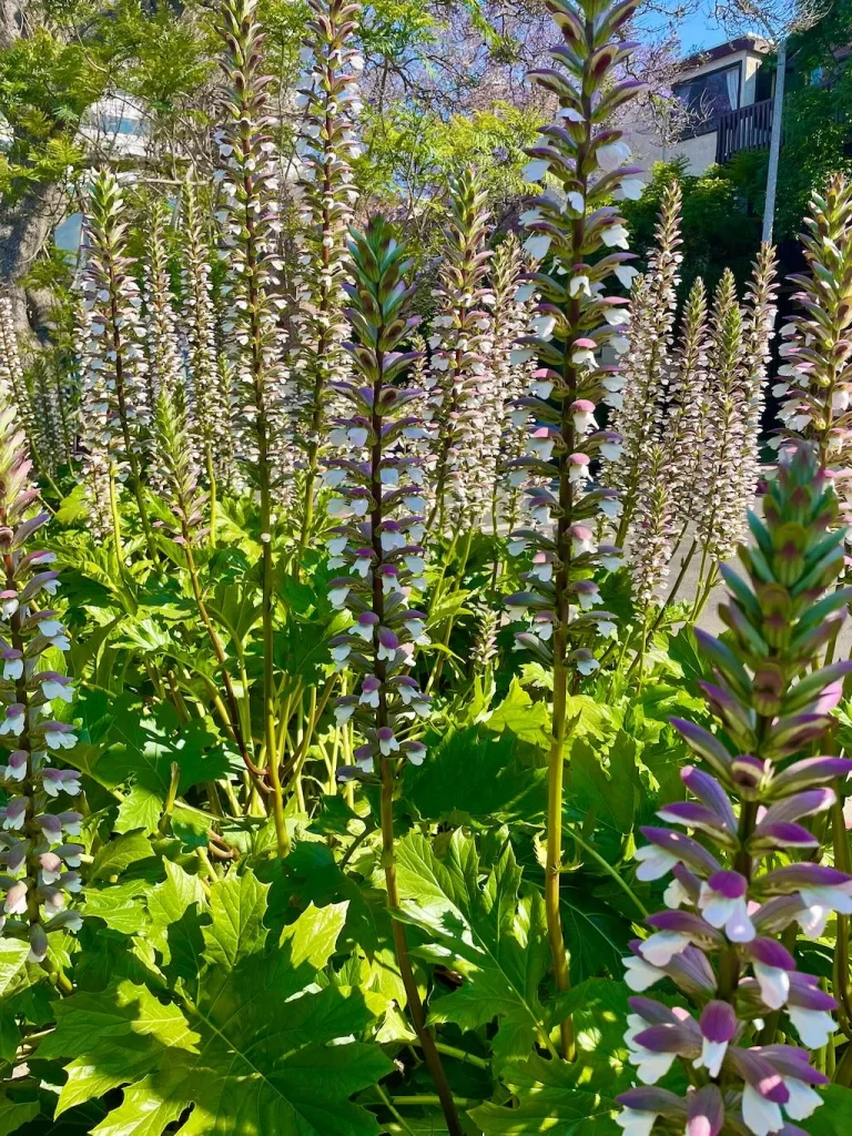 Acanthus mollis_result - Online Flower Garden Acanthus mollis