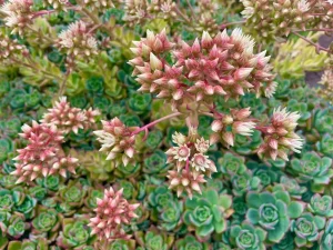 Aeonium haworthii