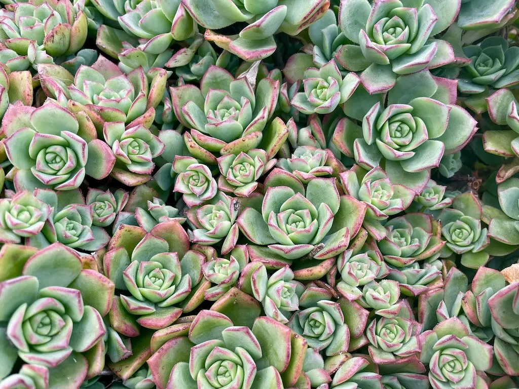 Aeonium haworthii_result - Online Flower Garden Aeonium haworthii